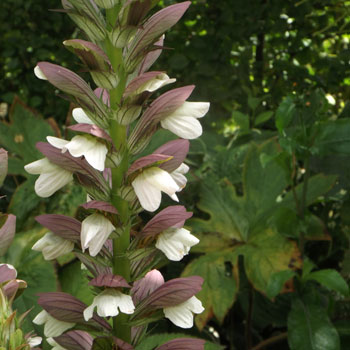 Acanthus-hungaricus-(2)