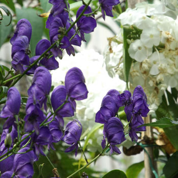 Aconitum-napellus