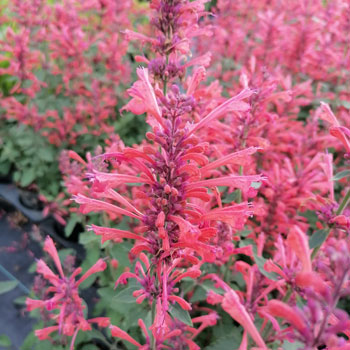 Agastache-Kudos-Coral