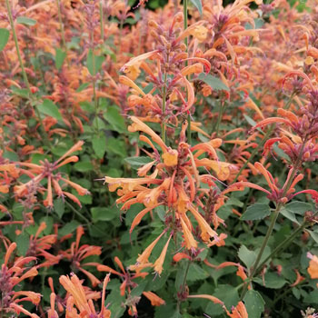 Agastache-Kudos-Mandarin