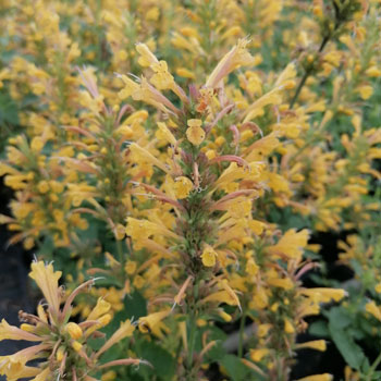 Agastache-Kudos-Yellow