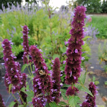 Agastache-rugosa-`Blue-Boa`