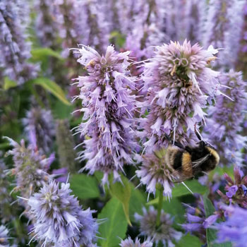 Agastache-rugosa-`Blue-Fortune`-(2)