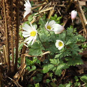 Anemone-blanda——`White-Splendour`