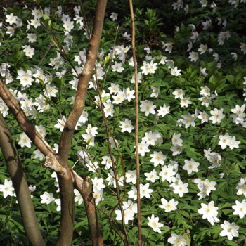 Anemone-nemorosa