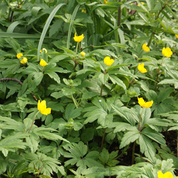 Anemone-ranunculoides