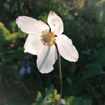 Anemone-sylvestris