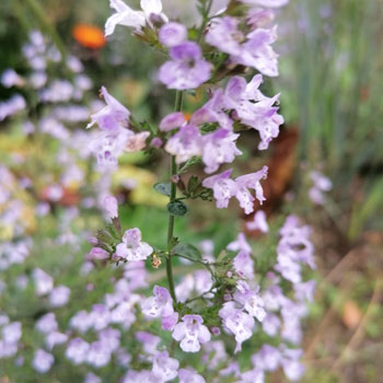 Calamintha-nepeta-`Blue-Cloud`