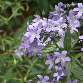 Campanula-lactiflora-`Loddon-Anne`-(2)