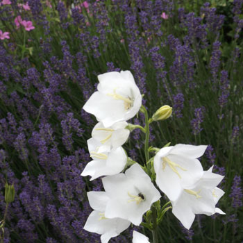 Campanula-persicifolia-`Alba`