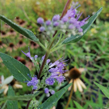 Caryopteris-clandonensis-`Heavenly-Blue`