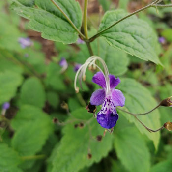 Caryopteris-divaricata-(1)