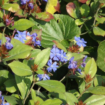 Ceratostigma-plumbaginoides-(2)